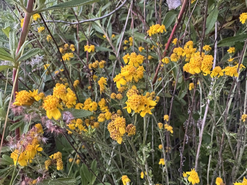 Eriophyllum confertiflorum var. confertiflorum