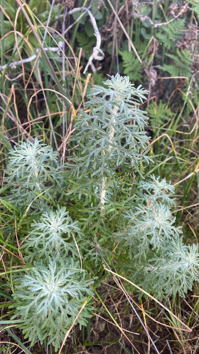 Eriophyllum confertiflorum var. confertiflorum photo 2