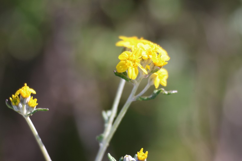 Eriophyllum confertiflorum var. confertiflorum photo 3