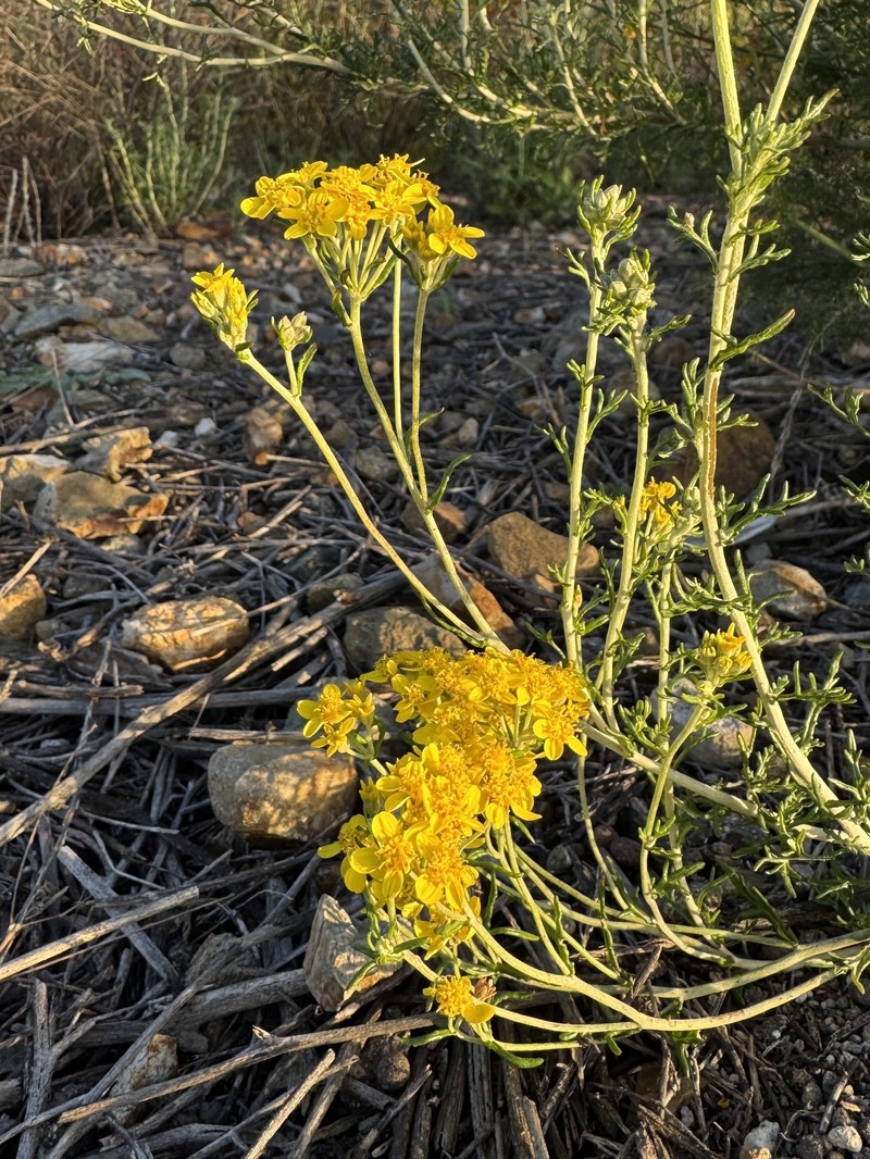 Eriophyllum confertiflorum var. confertiflorum photo 4