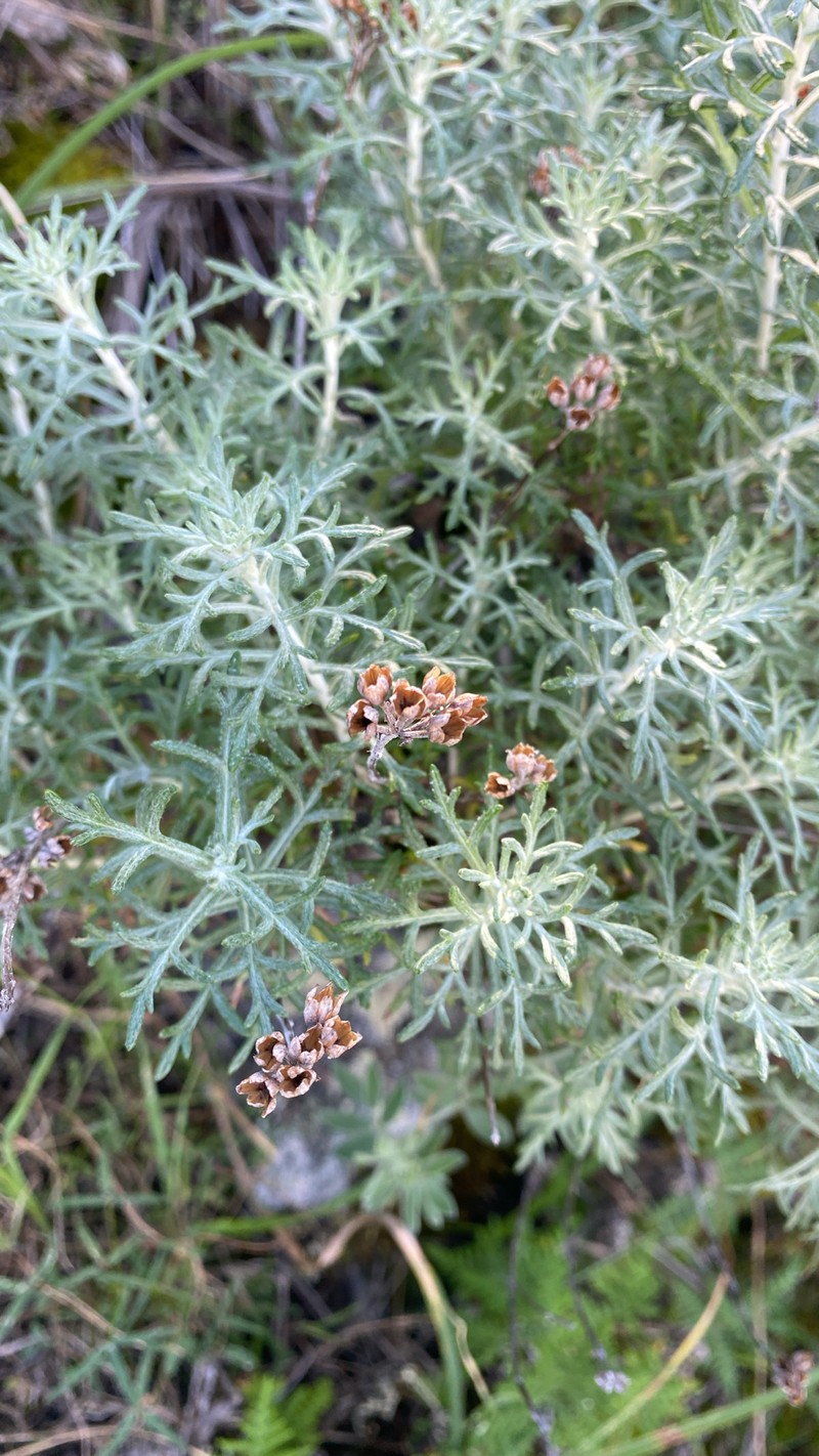 Eriophyllum confertiflorum var. confertiflorum photo 5