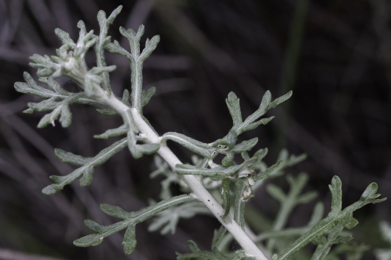 Eriophyllum confertiflorum var. confertiflorum photo 6