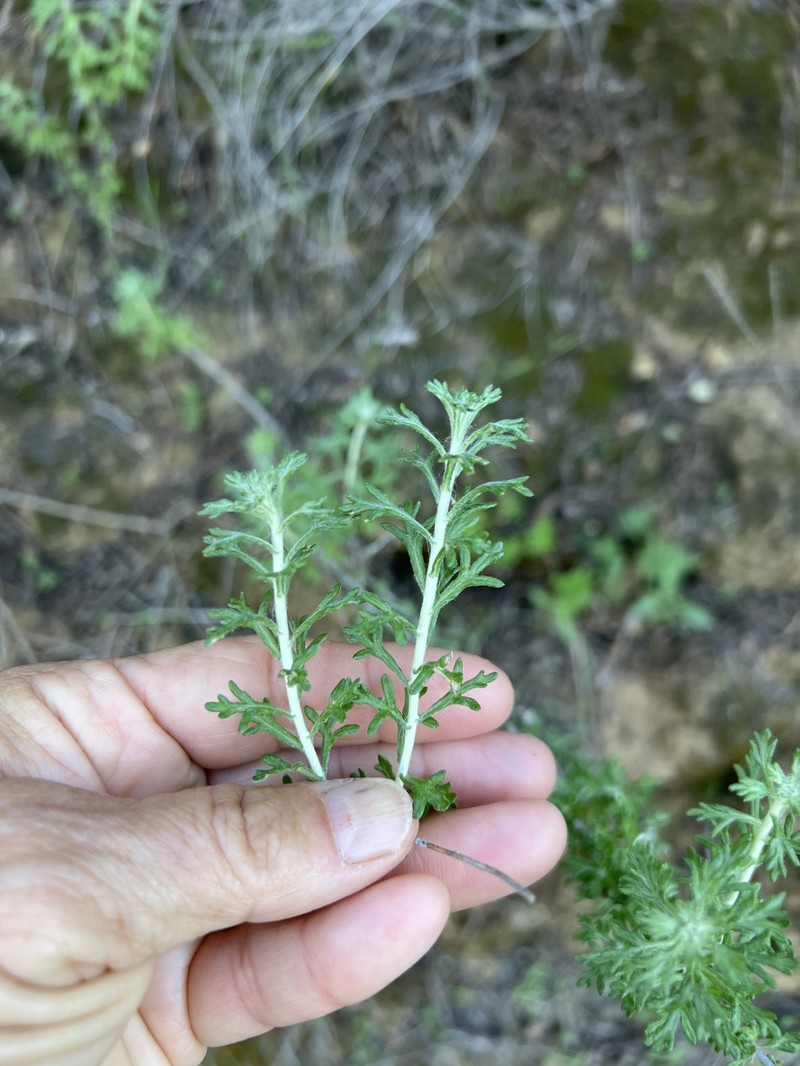 Eriophyllum confertiflorum var. confertiflorum photo 7