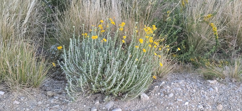 Eriophyllum confertiflorum var. confertiflorum photo 8