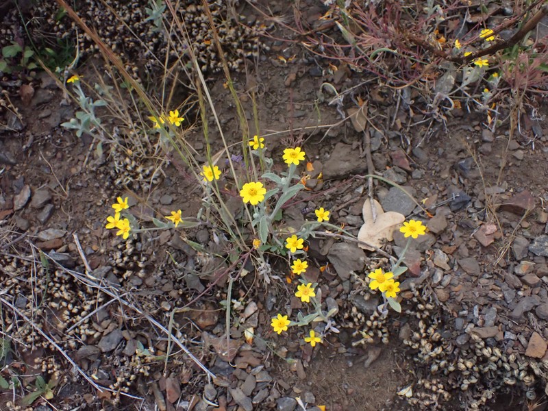 Congdon's Woolly Sunflower