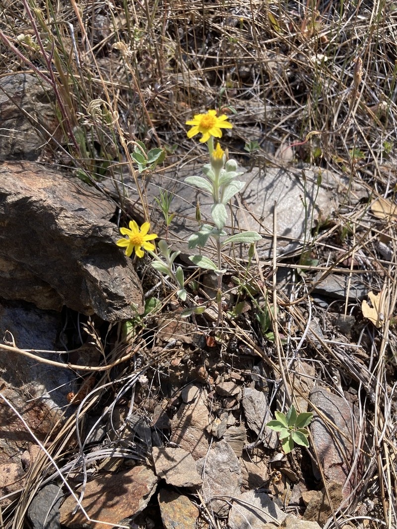 Congdon's Woolly Sunflower photo 2