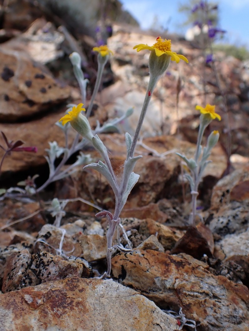 Congdon's Woolly Sunflower photo 3