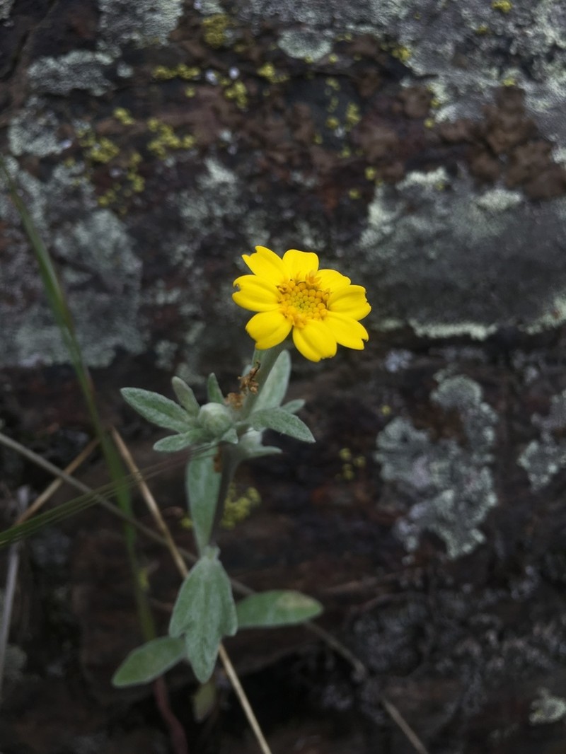 Congdon's Woolly Sunflower photo 4