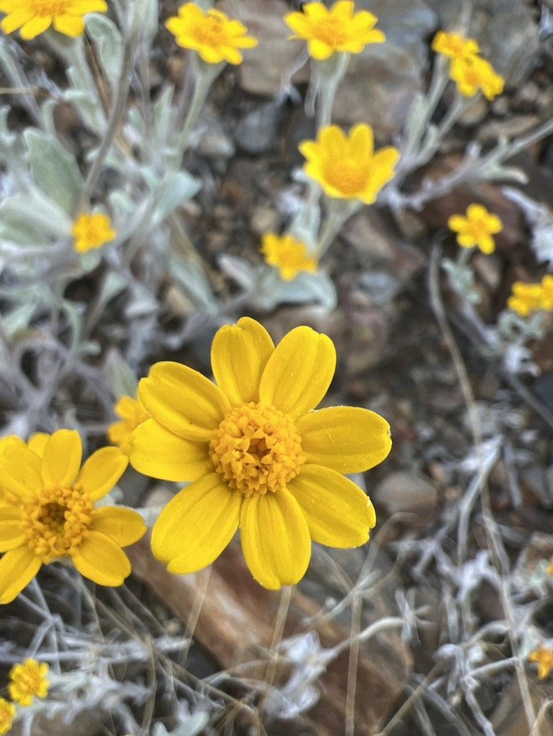 Congdon's Woolly Sunflower photo 5