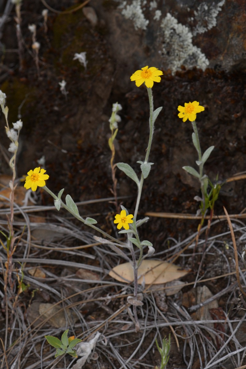 Congdon's Woolly Sunflower photo 6