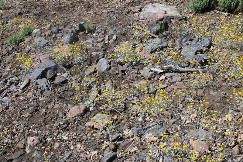 Congdon's Woolly Sunflower photo 7