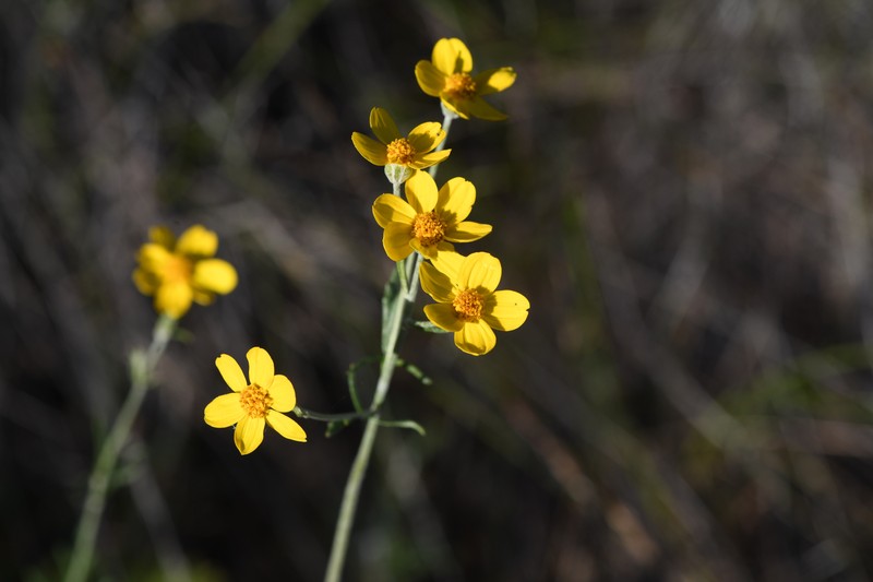 Jepson's Woolly Sunflower