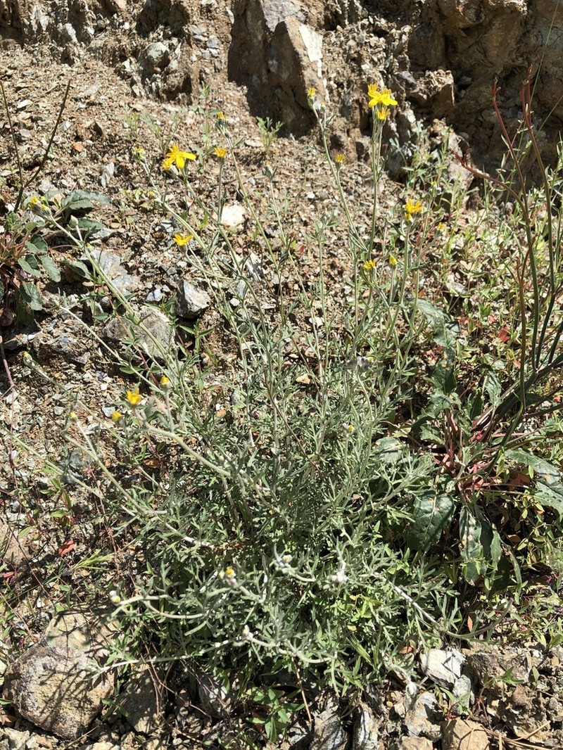 Jepson's Woolly Sunflower photo 2