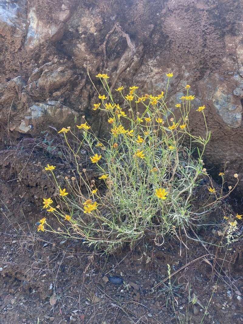 Jepson's Woolly Sunflower photo 3