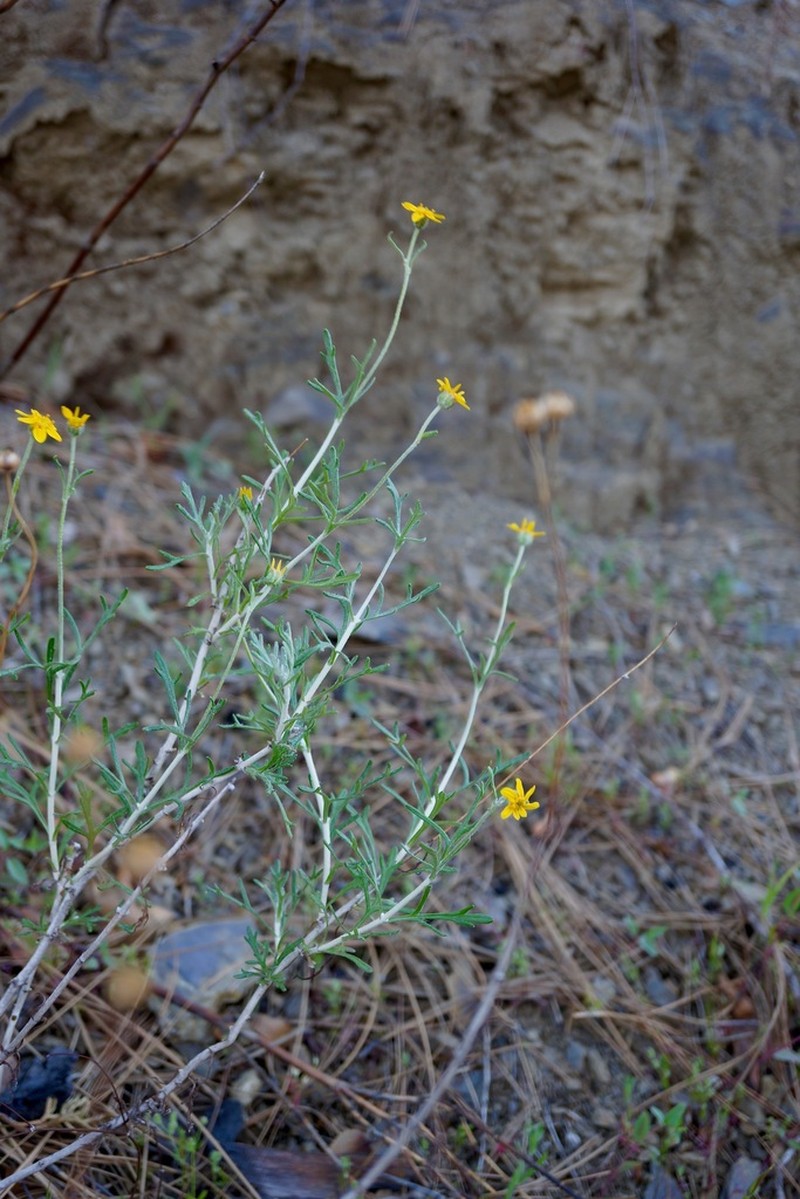 Jepson's Woolly Sunflower photo 5