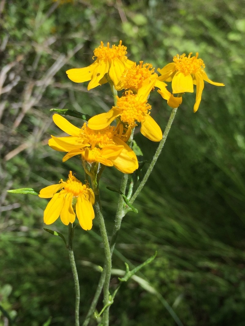 Jepson's Woolly Sunflower photo 7
