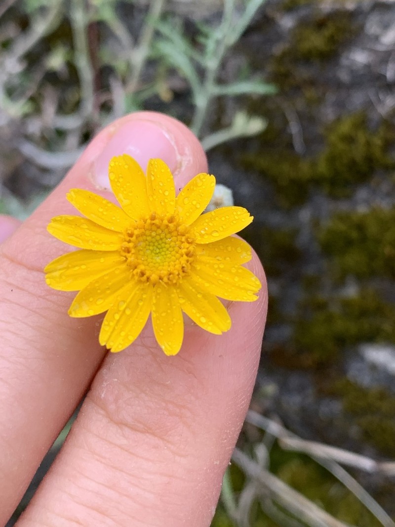 Common Woolly Sunflower