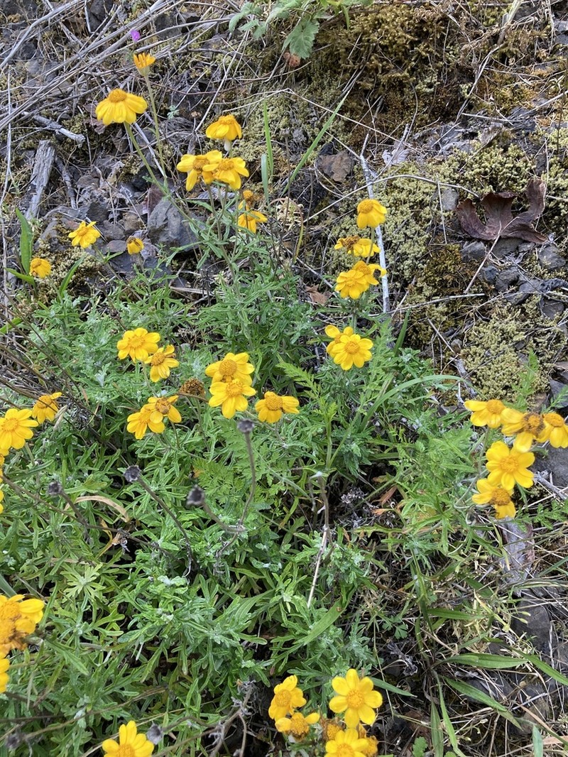 Common Woolly Sunflower photo 2