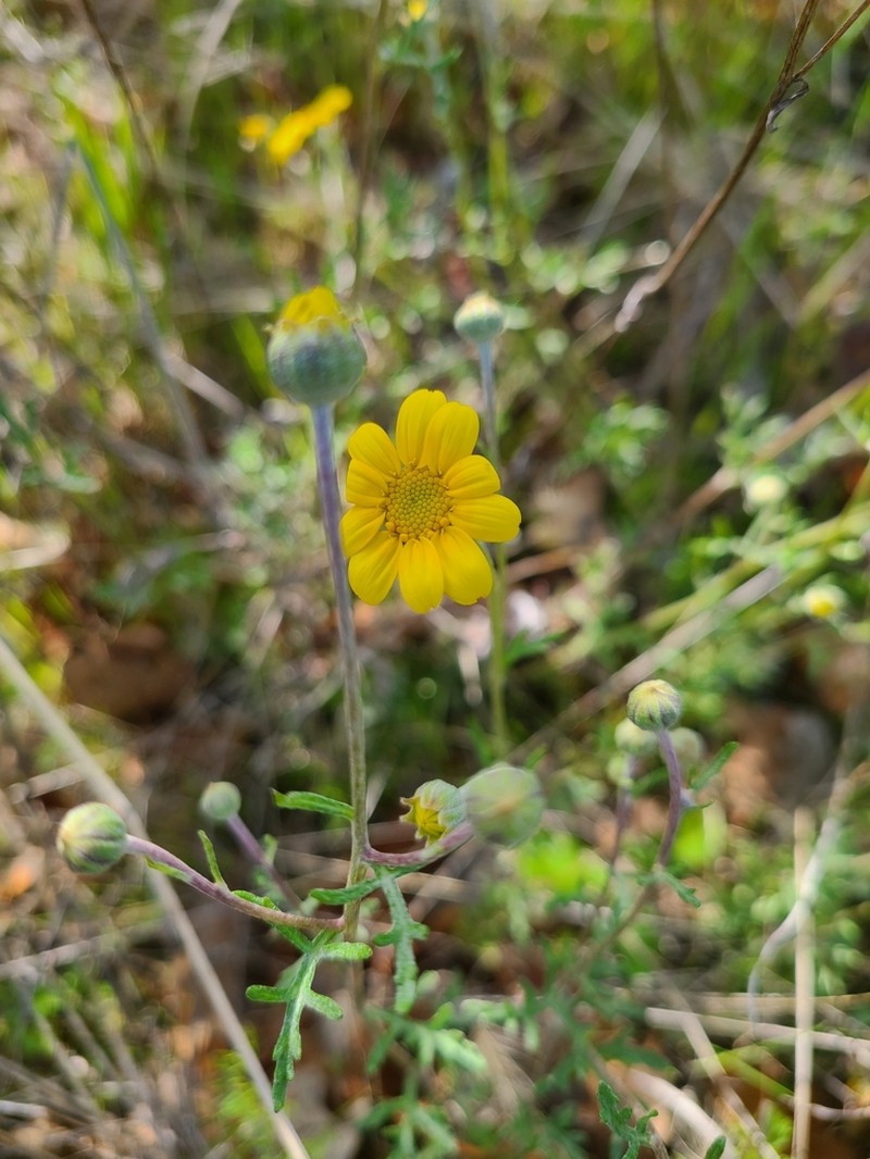 Common Woolly Sunflower photo 5