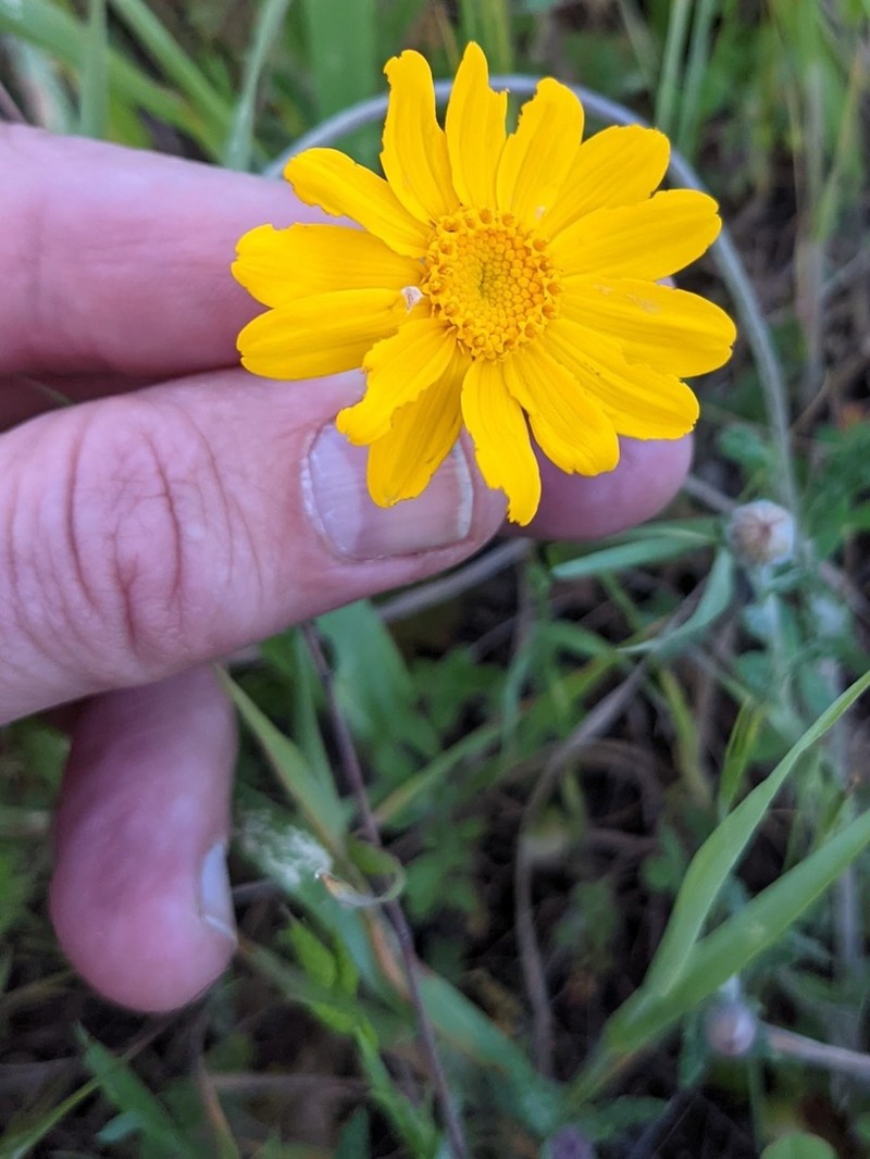Common Woolly Sunflower photo 7