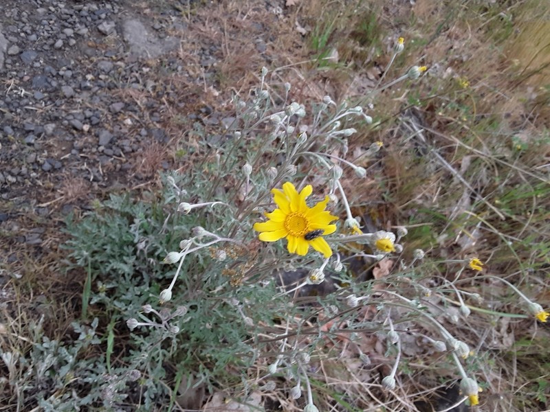 Common Woolly Sunflower photo 8