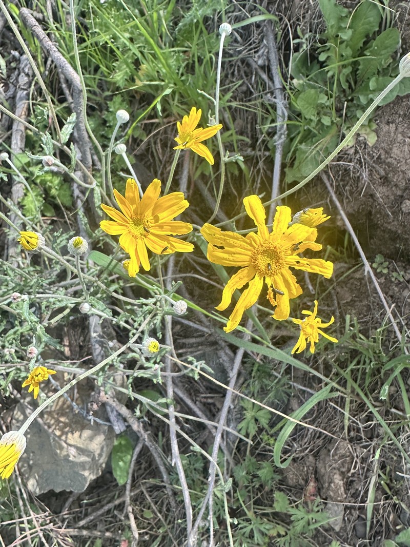 Eriophyllum lanatum var. achilleoides