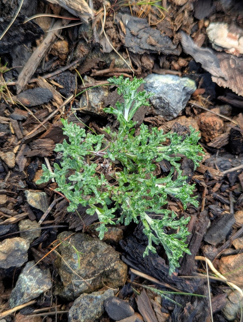 Eriophyllum lanatum var. achilleoides photo 2