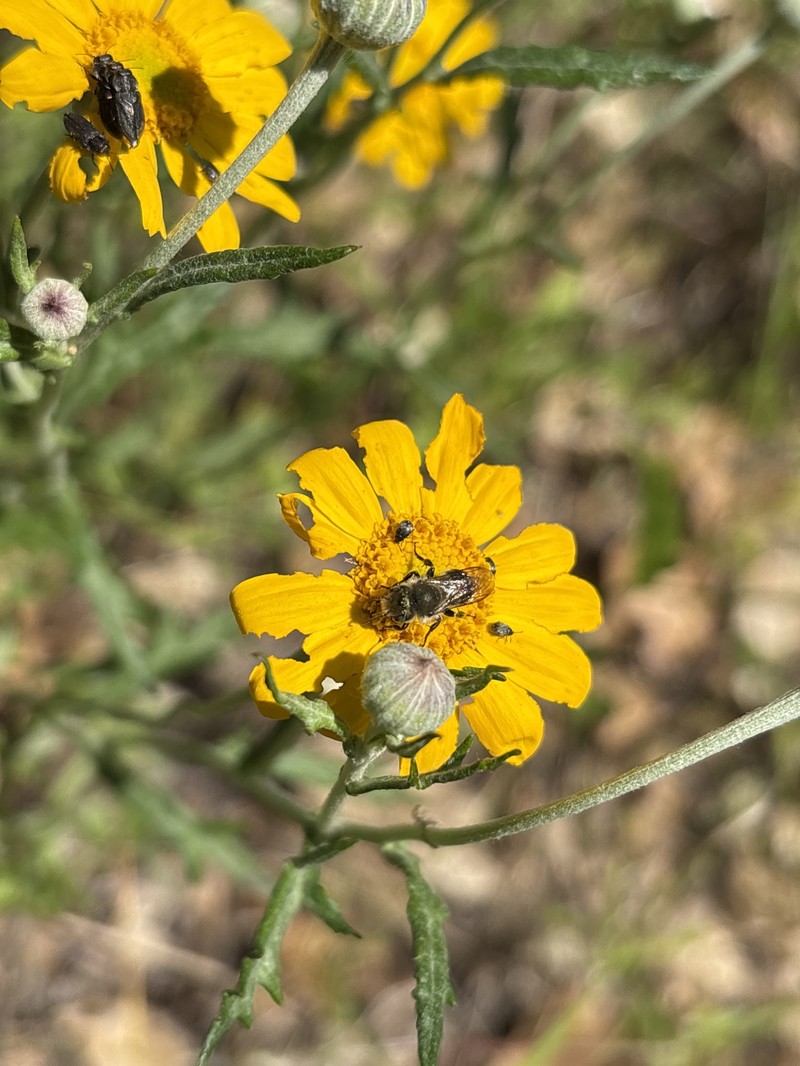 Eriophyllum lanatum var. achilleoides photo 4