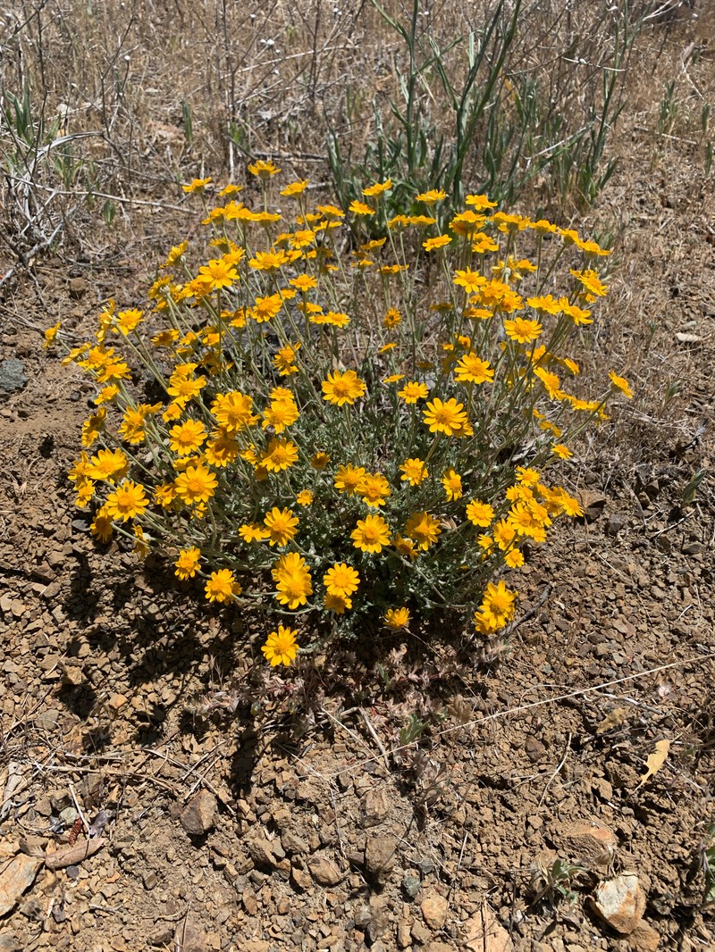 Eriophyllum lanatum var. achilleoides photo 5