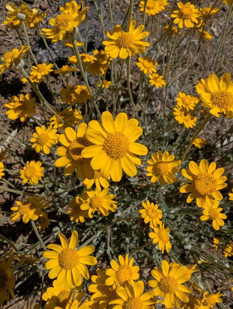 Eriophyllum lanatum var. achilleoides photo 6