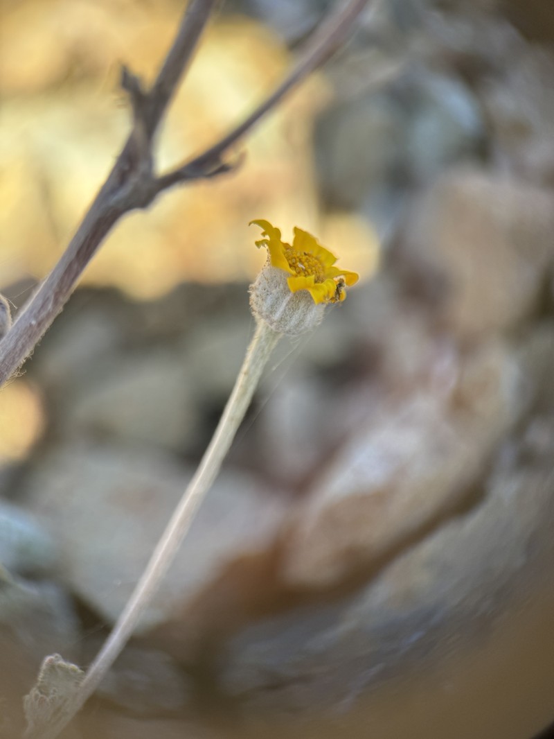 Eriophyllum lanatum var. achilleoides photo 7