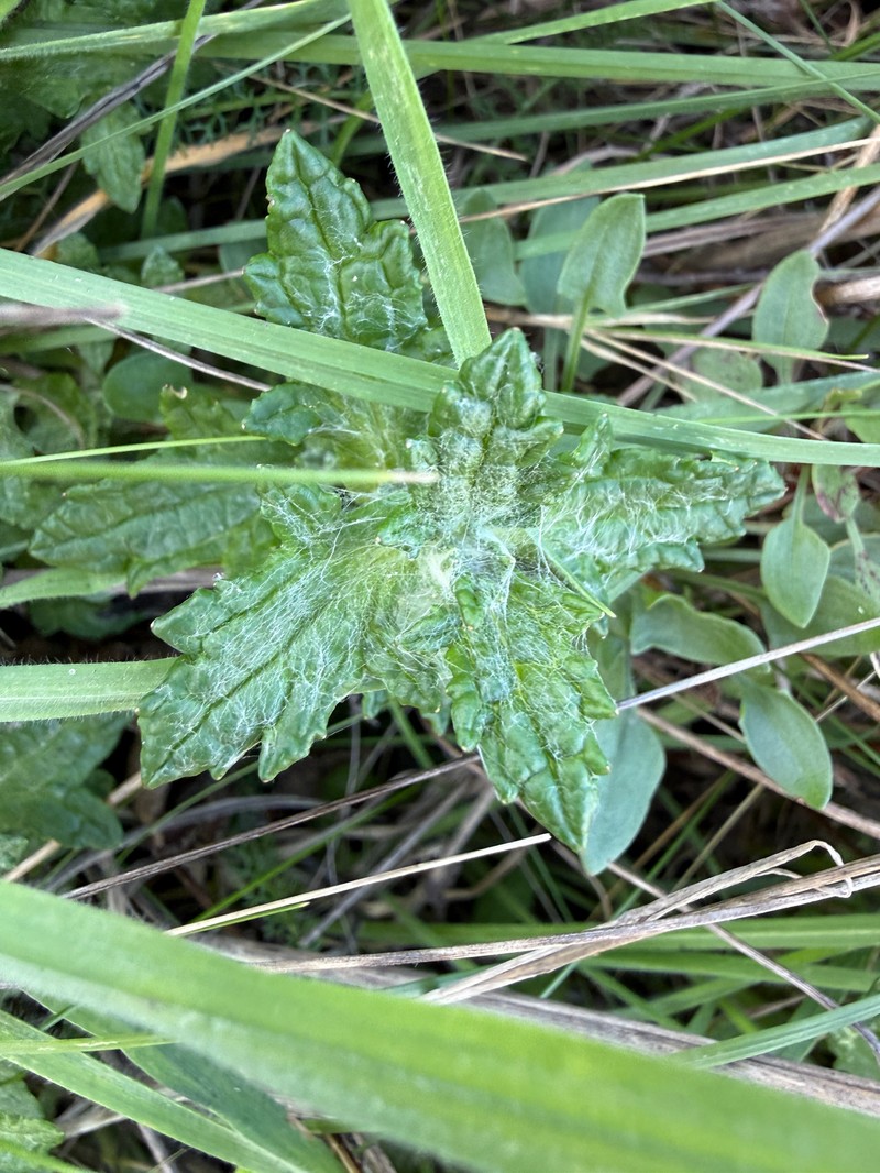 Eriophyllum lanatum var. arachnoideum