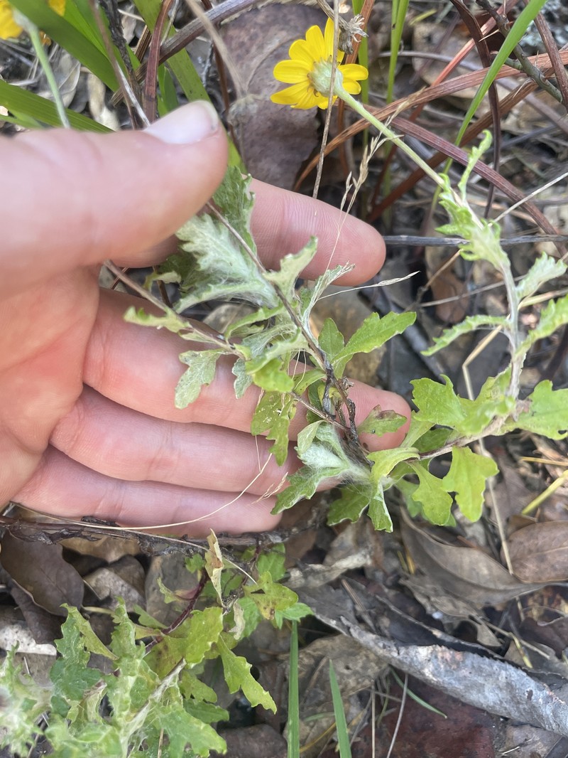 Eriophyllum lanatum var. arachnoideum photo 2