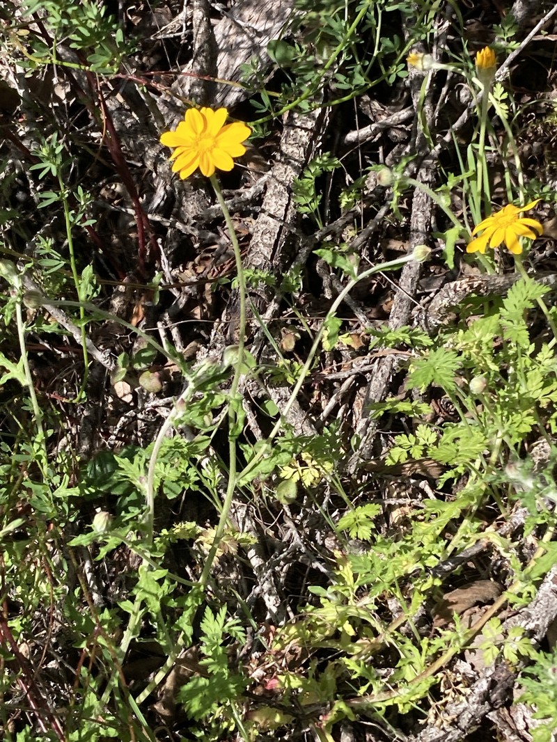 Eriophyllum lanatum var. arachnoideum photo 3