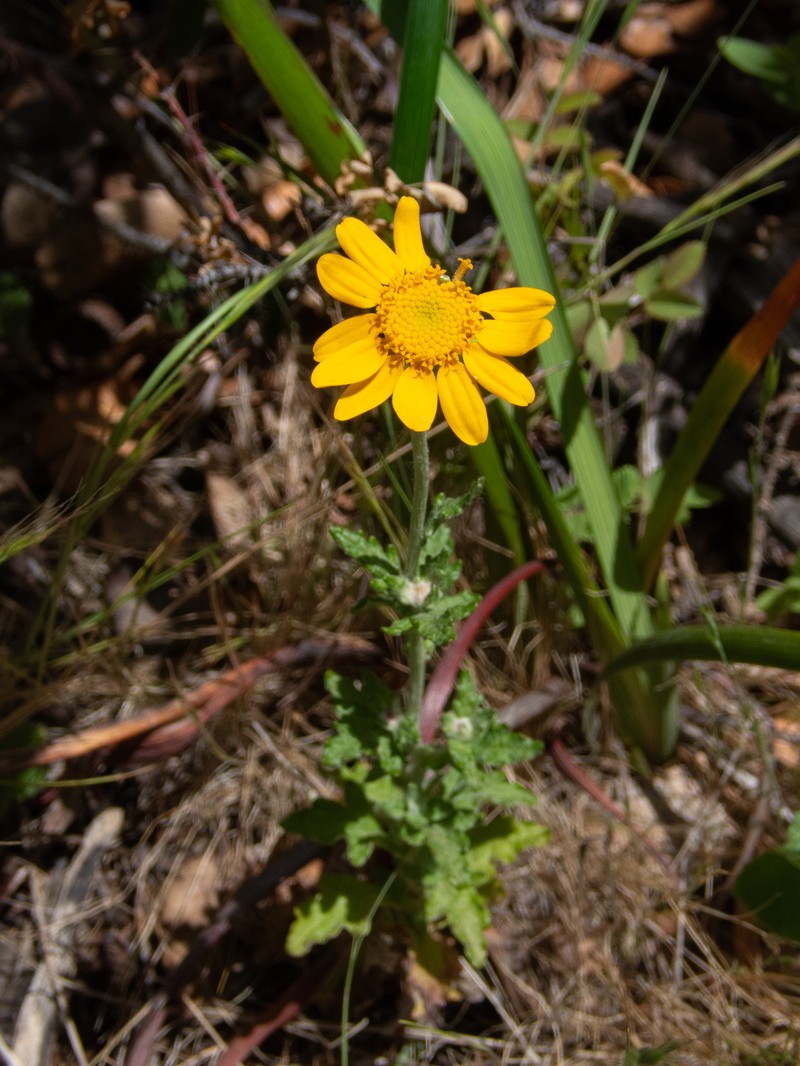 Eriophyllum lanatum var. arachnoideum photo 4