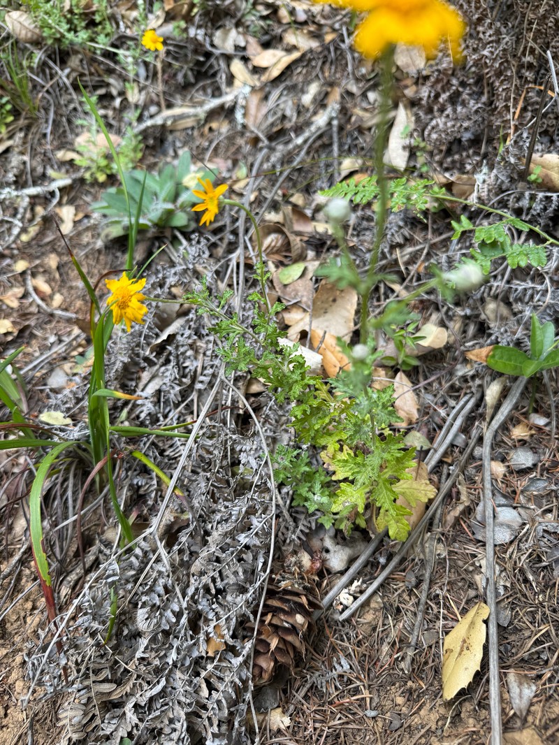 Eriophyllum lanatum var. arachnoideum photo 5