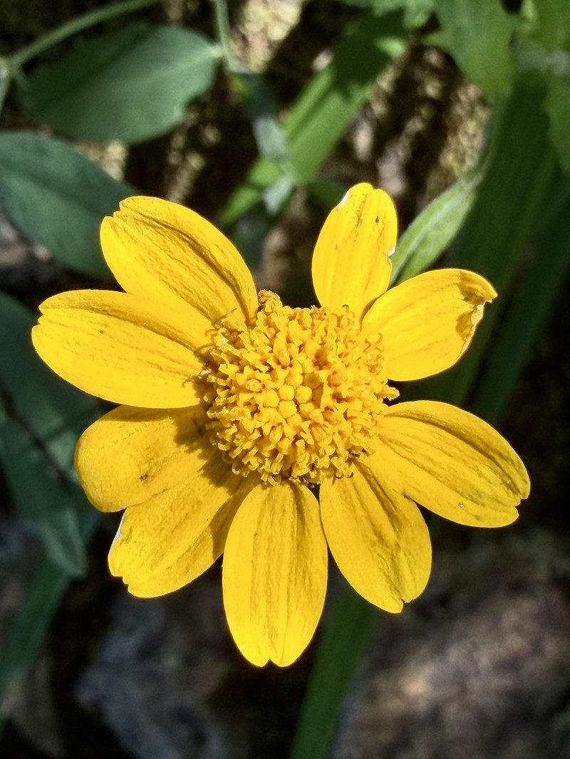 Eriophyllum lanatum var. arachnoideum photo 6