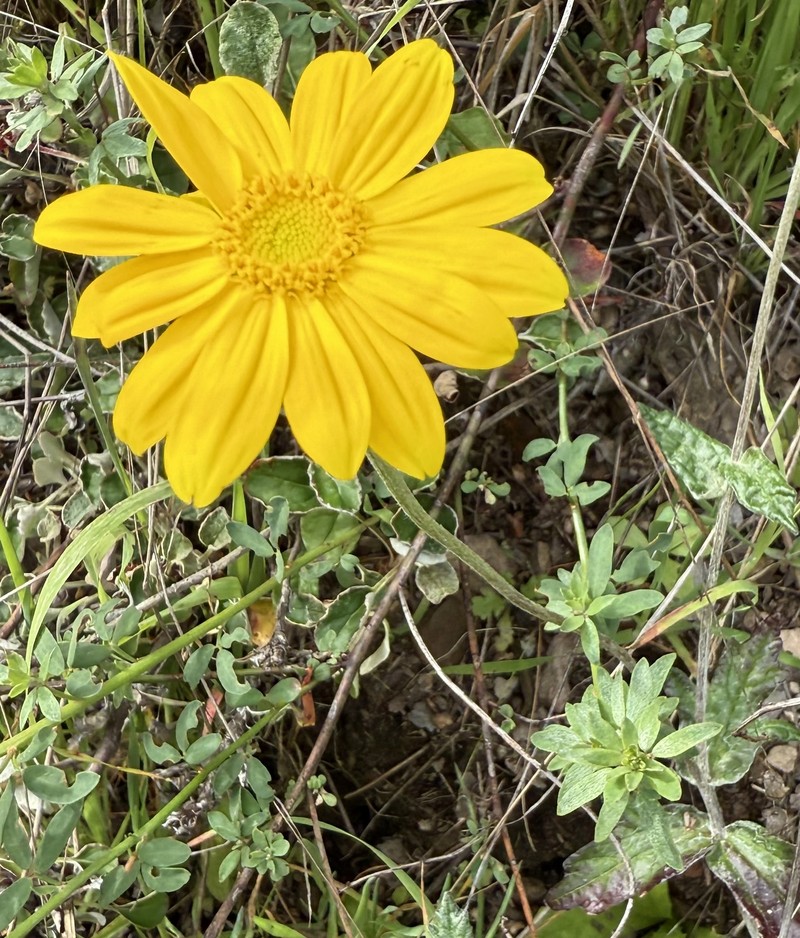 Eriophyllum lanatum var. arachnoideum photo 7