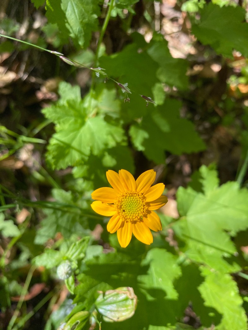 Eriophyllum lanatum var. arachnoideum photo 8
