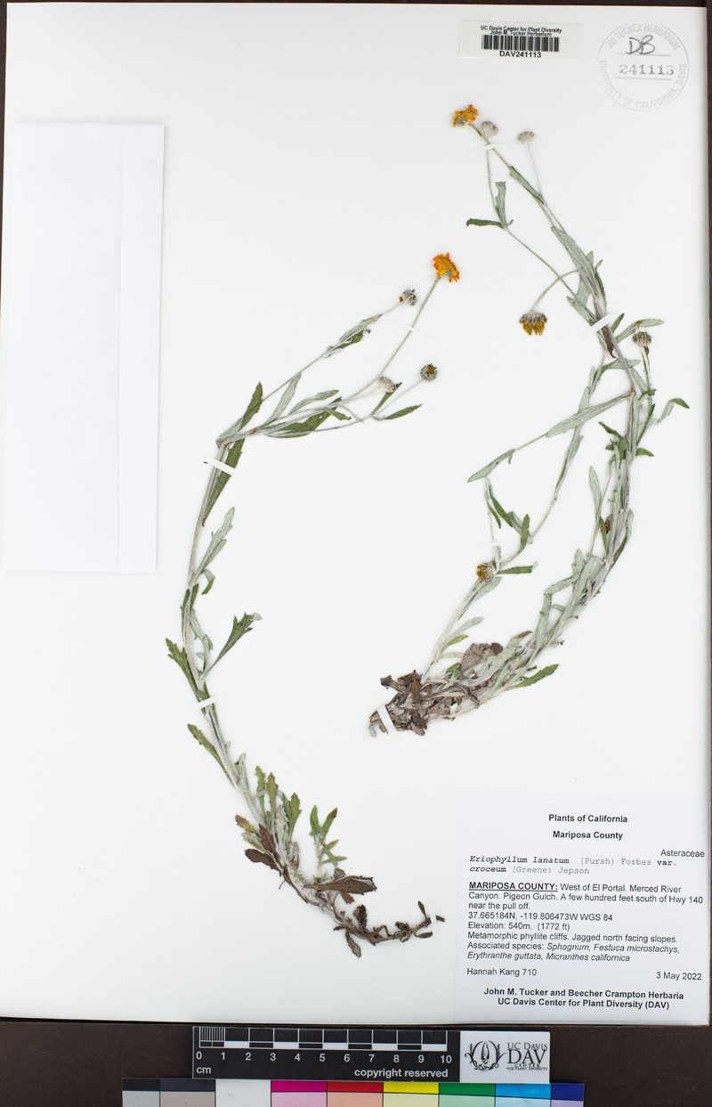 Eriophyllum lanatum var. croceum photo 4