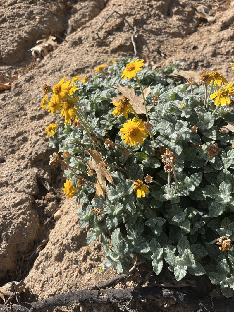 Eriophyllum lanatum var. croceum