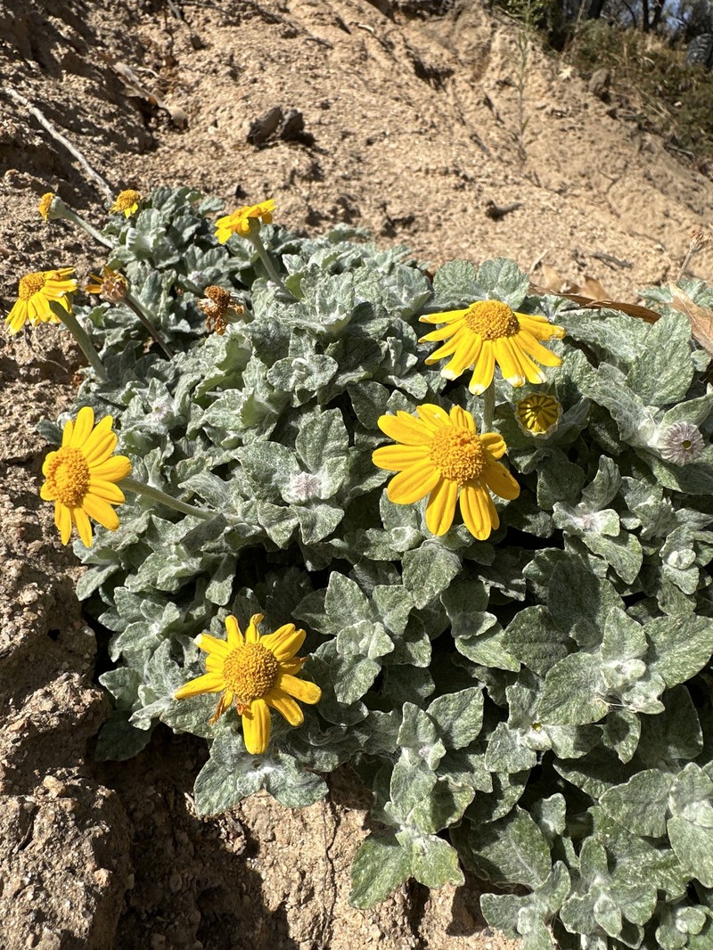 Eriophyllum lanatum var. croceum photo 2