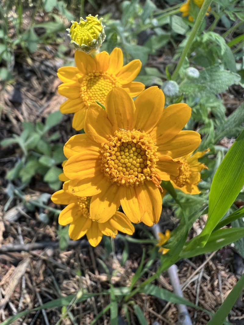 Eriophyllum lanatum var. croceum photo 3