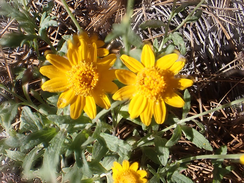 Eriophyllum lanatum var. grandiflorum