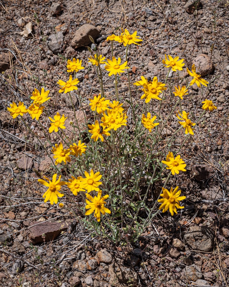 Eriophyllum lanatum var. grandiflorum photo 2