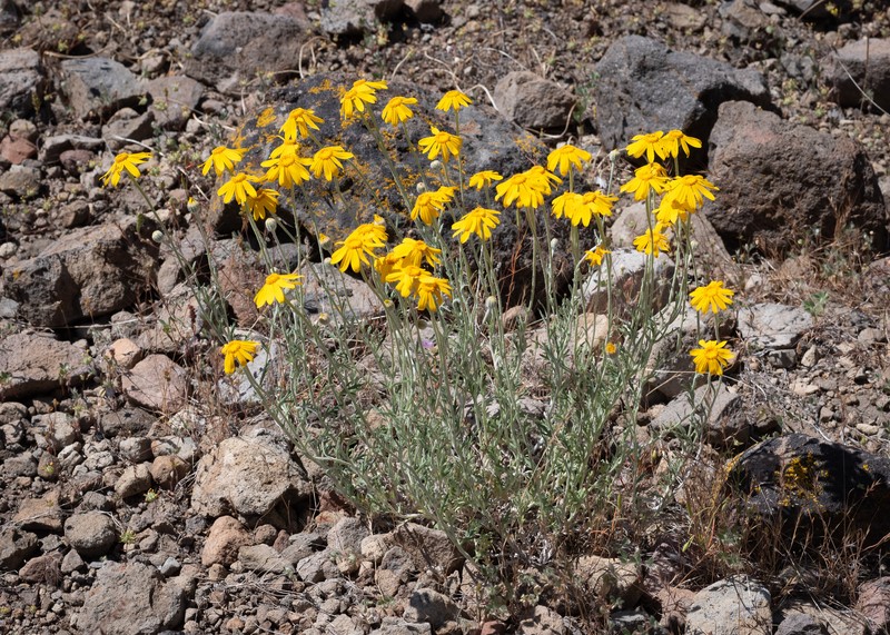 Eriophyllum lanatum var. grandiflorum photo 3