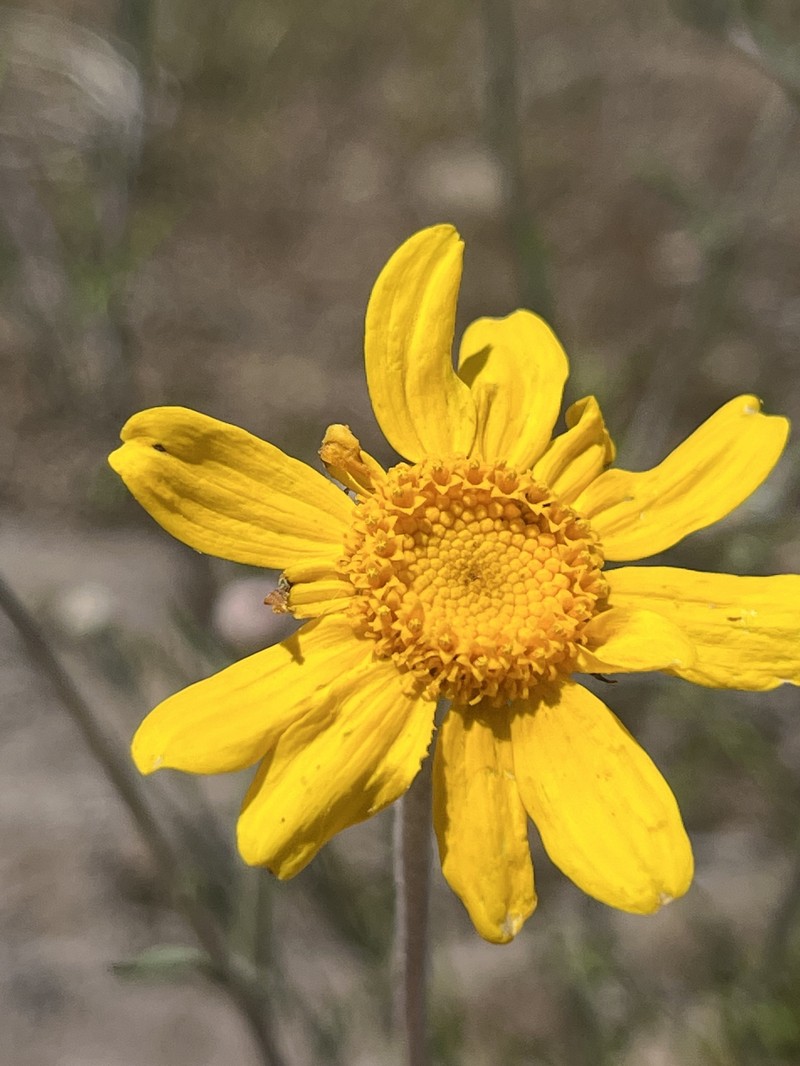 Eriophyllum lanatum var. grandiflorum photo 4