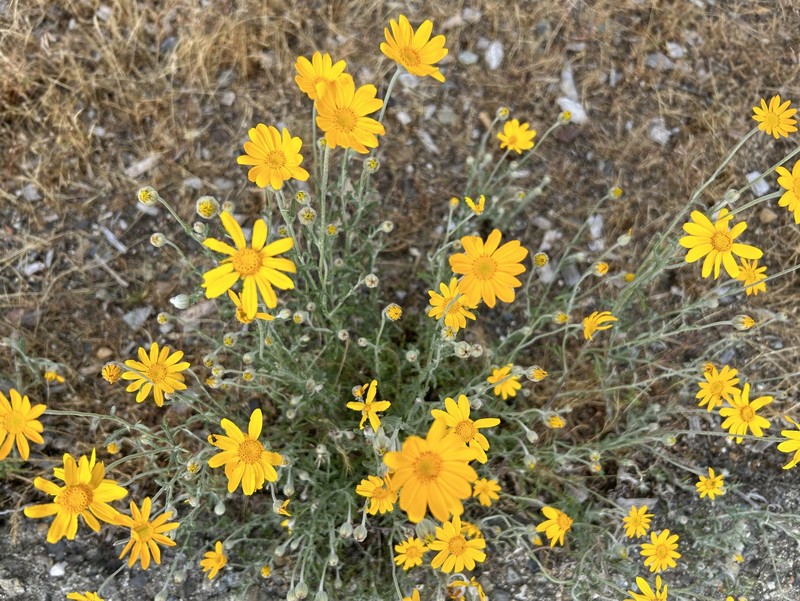 Eriophyllum lanatum var. grandiflorum photo 5