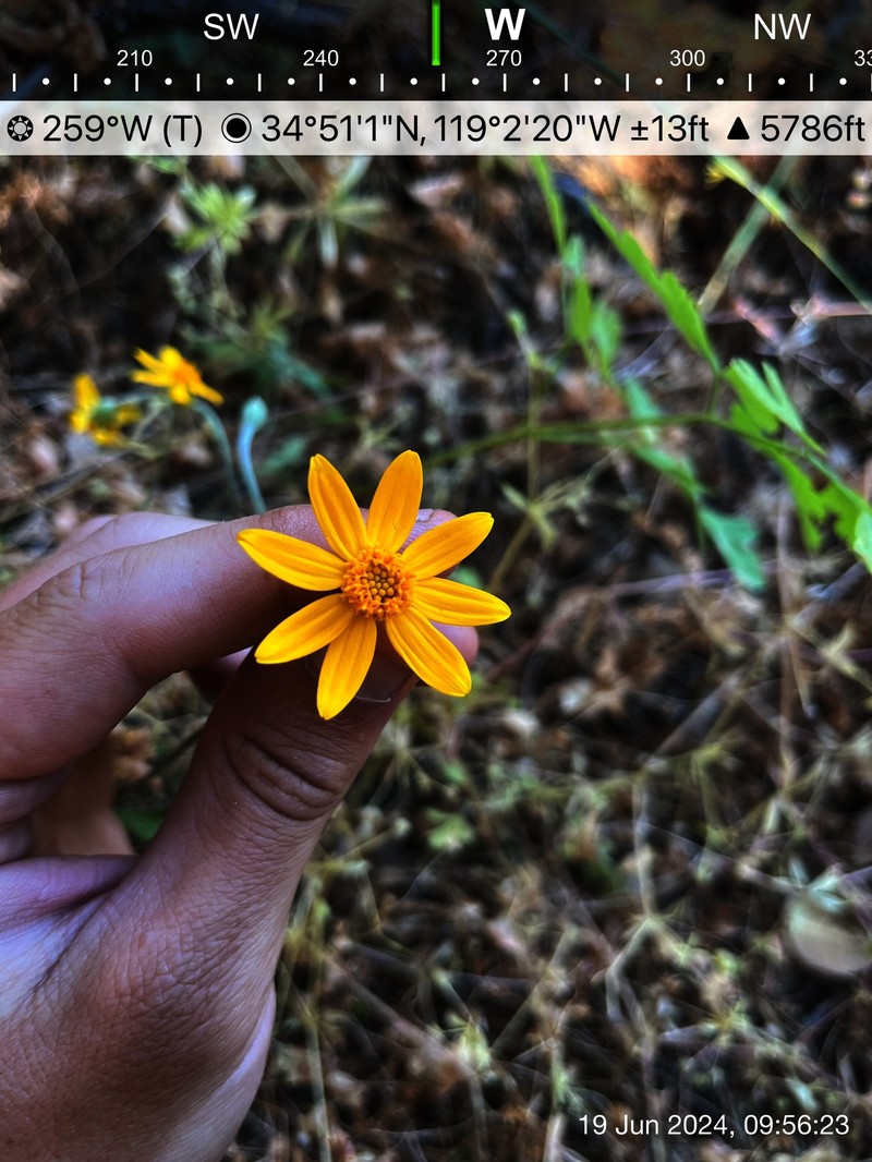 Eriophyllum lanatum var. hallii