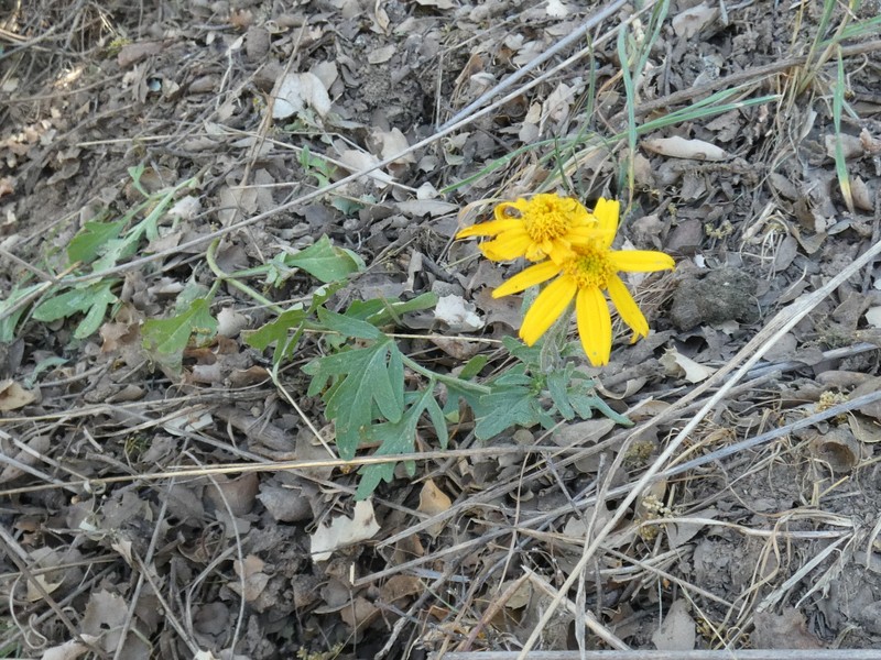 Eriophyllum lanatum var. hallii photo 2
